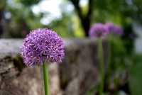 Picnic in the Alliums